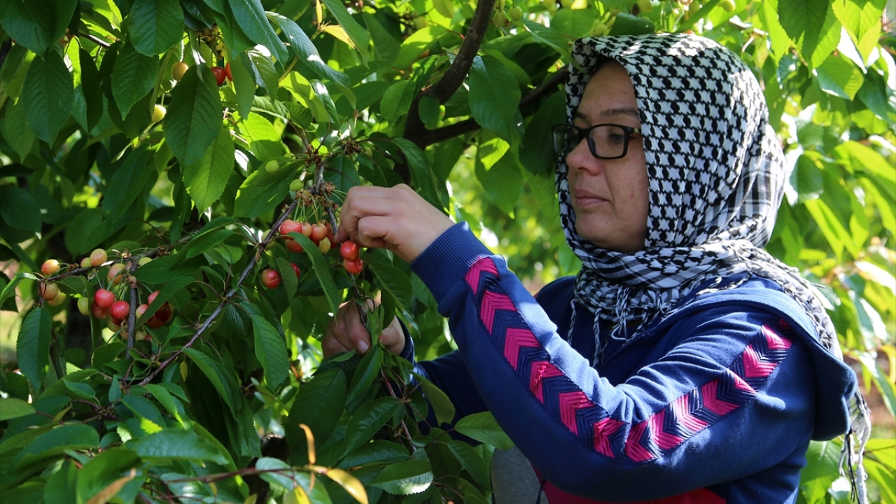 Daha sonra üreticiden alınan kirazlar, alım merkezlerinde çalışan kadınların yardımıyla 100 ya da 200`er gramlık ambalajlar halinde paketlenerek İstanbul`daki hallere sevk ediliyor. 