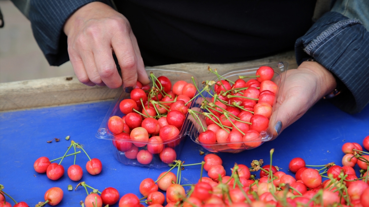 Erkenci kirazların üreticinin gelirleri içinde önemli bir yere sahip olduğuna dikkati çeken Coşkuner, "Erkenci kirazlar bizim için iyi bir gelir sağlıyor. Bu yüzden sadece ihracata yönelik türlere değil, erkenci türlere de önem veriyoruz." ifadelerini kul