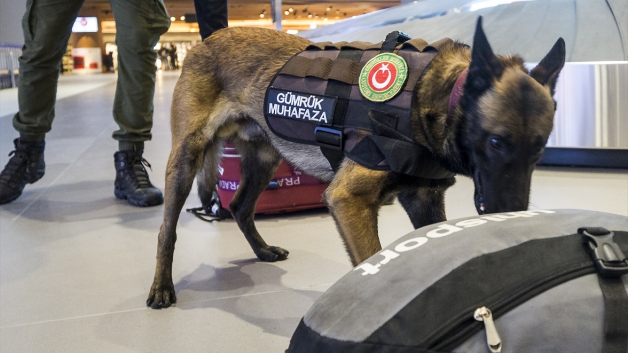 Köpekler, yurt dışına gidiş ve gelişlerde yolcuların çantalarını koklayarak yanında belli bir limitin üzerinde paranın tespiti için gümrük muhafaza memurlarına yardımcı oluyor. Bu amaçla İstanbul Havalimanı`nda da "Janti" isimli köpek görevlendirildi. 