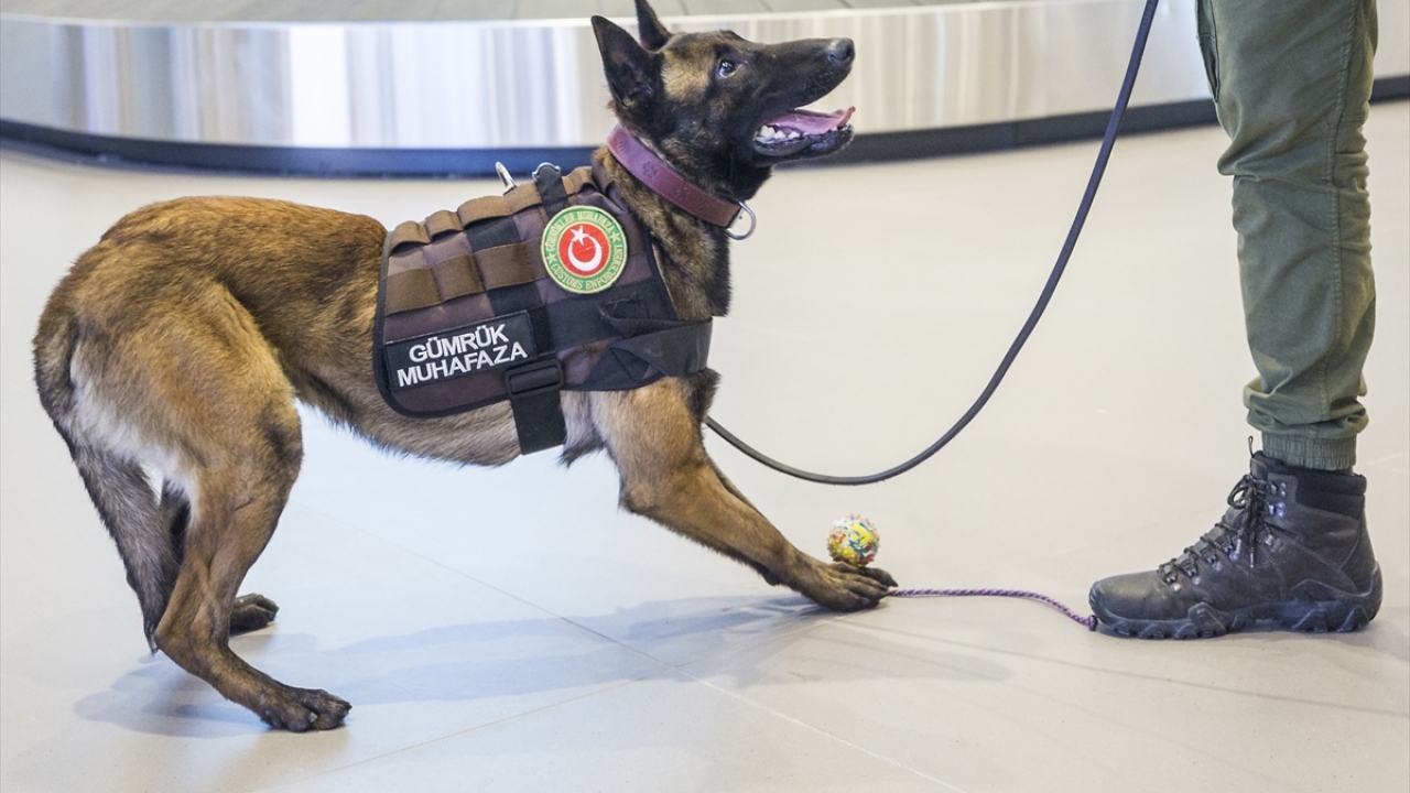 Kaçak paranın bulunduğu çantayı ve valizi tespit eden Janti, hiçbir şekilde oradan ayrılmıyor. İdarecisinin sözlü yönlendirmesi dahi olsa kaçak parayı bulduğu bölgeyi asla terk etmeyen Janti, ödül alana kadar parayı tespit ettiği valizin başında bekliyor.