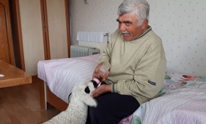 Çay tiryakisi sevimli kuzu