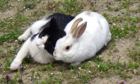 Tavşan Pamuk'un en iyi arkadaşı bir kedi