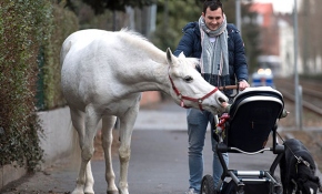 Frankfurt sokaklarında tek başına dolaşan Jenny