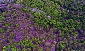 Binbir rengiyle Longoz ormanları
