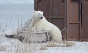 Yolunu şaşıran kutup ayısı evinden 700 kilometre uzağa gitti
