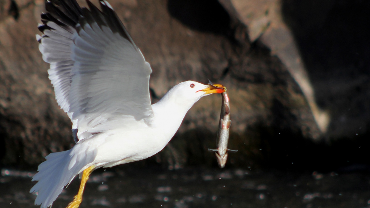 Yılın belli dönemlerinde tatlı sulara efsanevi göçleri başlıyor.