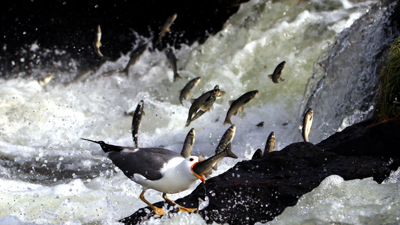 Van Gölü`ndeki tek balık türü İnci Kefali.