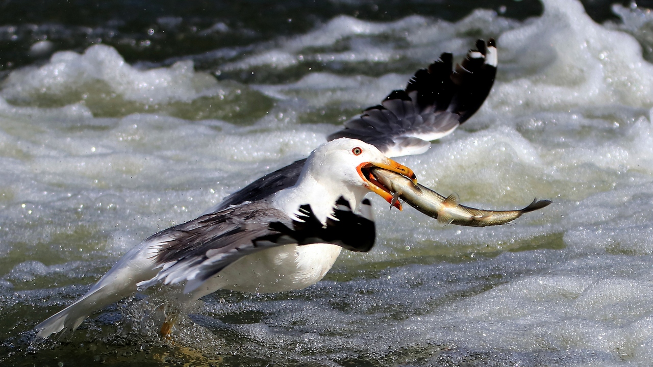Bu dönemde başlayan av yasağını delen birileri var: Martılar.