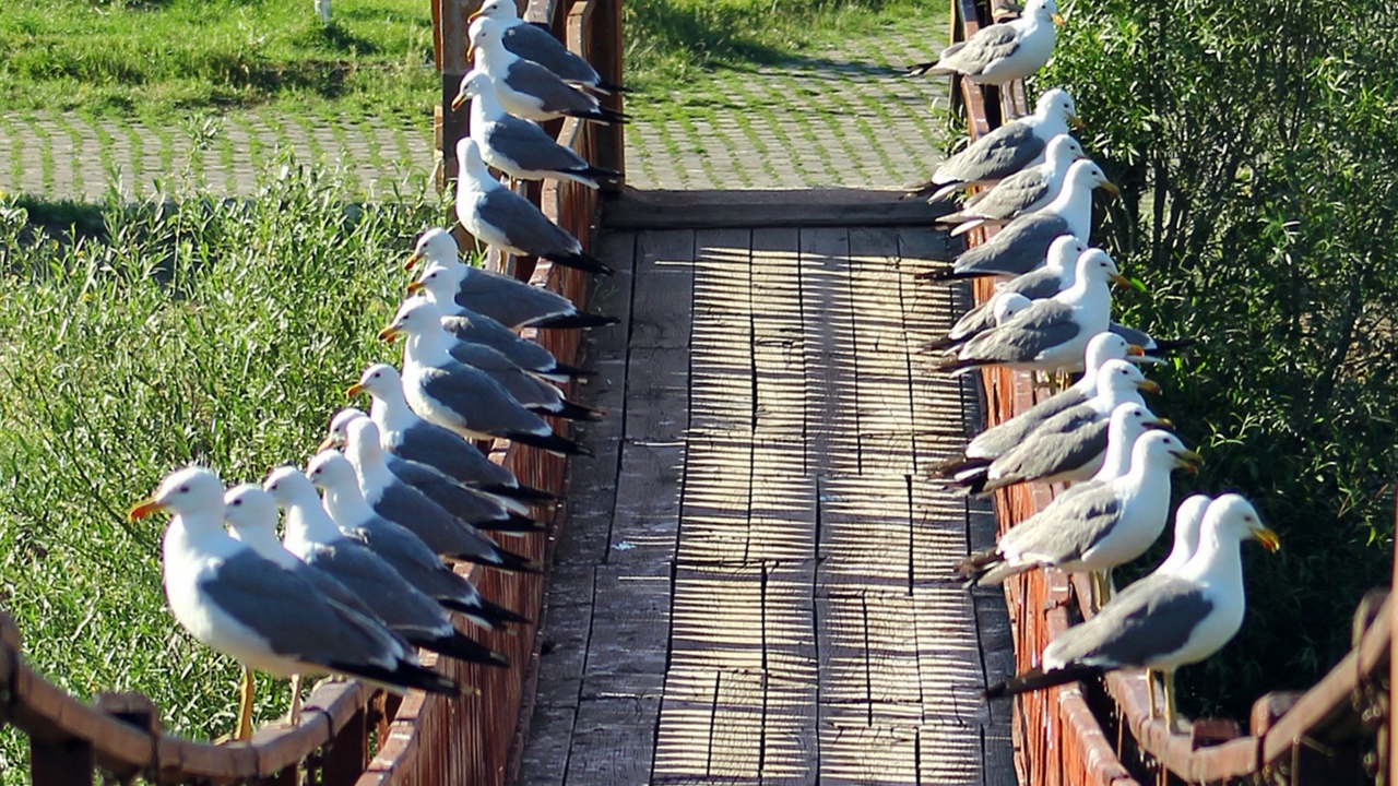 Fotoğraf: Necmettin Karaca