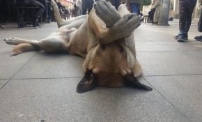 Hareketleriyle ilgi gören sevimli köpek