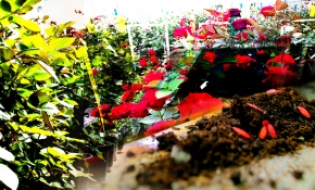 Evini ve bahçesini renklendirmek isteyenler için bahçe bakımı