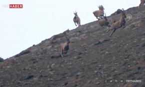 Vaşağın yaban keçisi sürüsüne saldırma anı görüntülendi