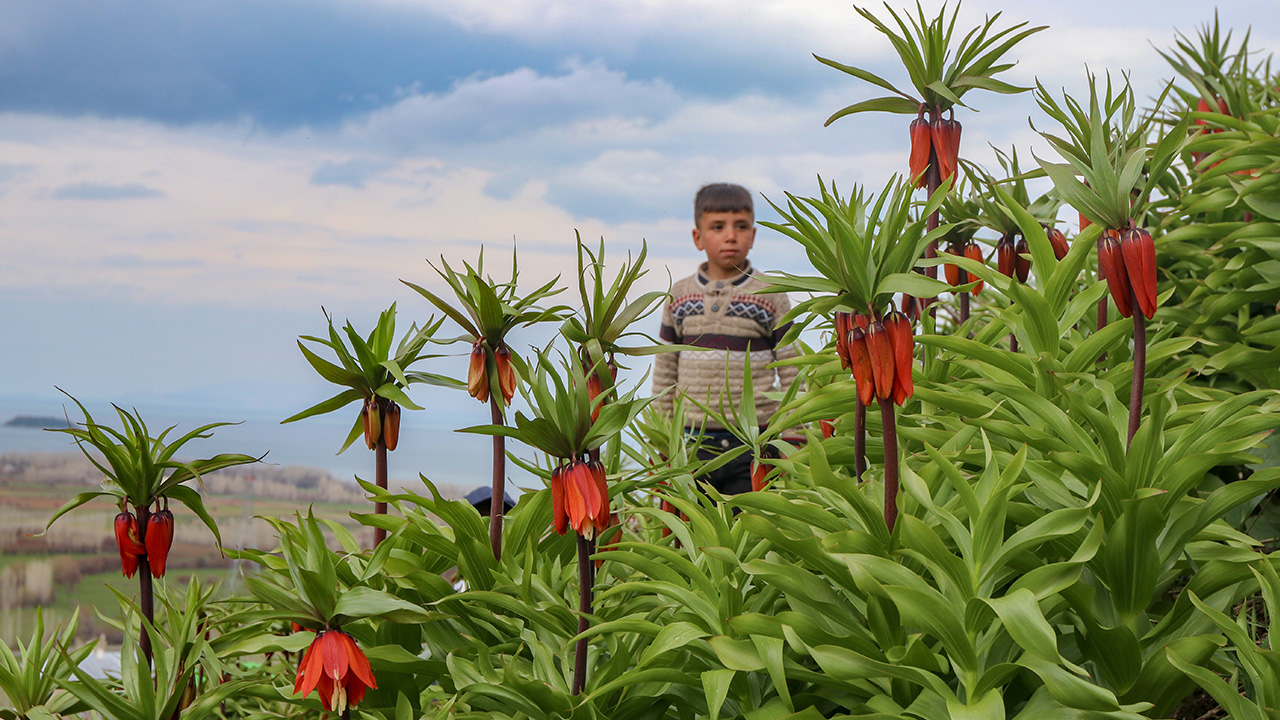 Van`ın Gevaş ilçesine bağlı Dilmetaş Mahallesi`nde mezarlıkta yetişen ters laleler, büyüleyici güzellikleri ile yörenin tanıtımında önemli yer tutuyor. 
