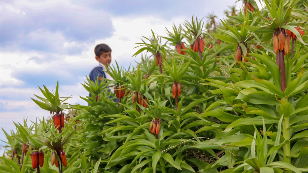 Birçok inanış ve kültürde efsanelere konu olan ters lalelerin yoğun yetiştiği mahalle, görsel şölene tanıklık etmeleri için yerli ve yabancı ziyaretçileri bekliyor.