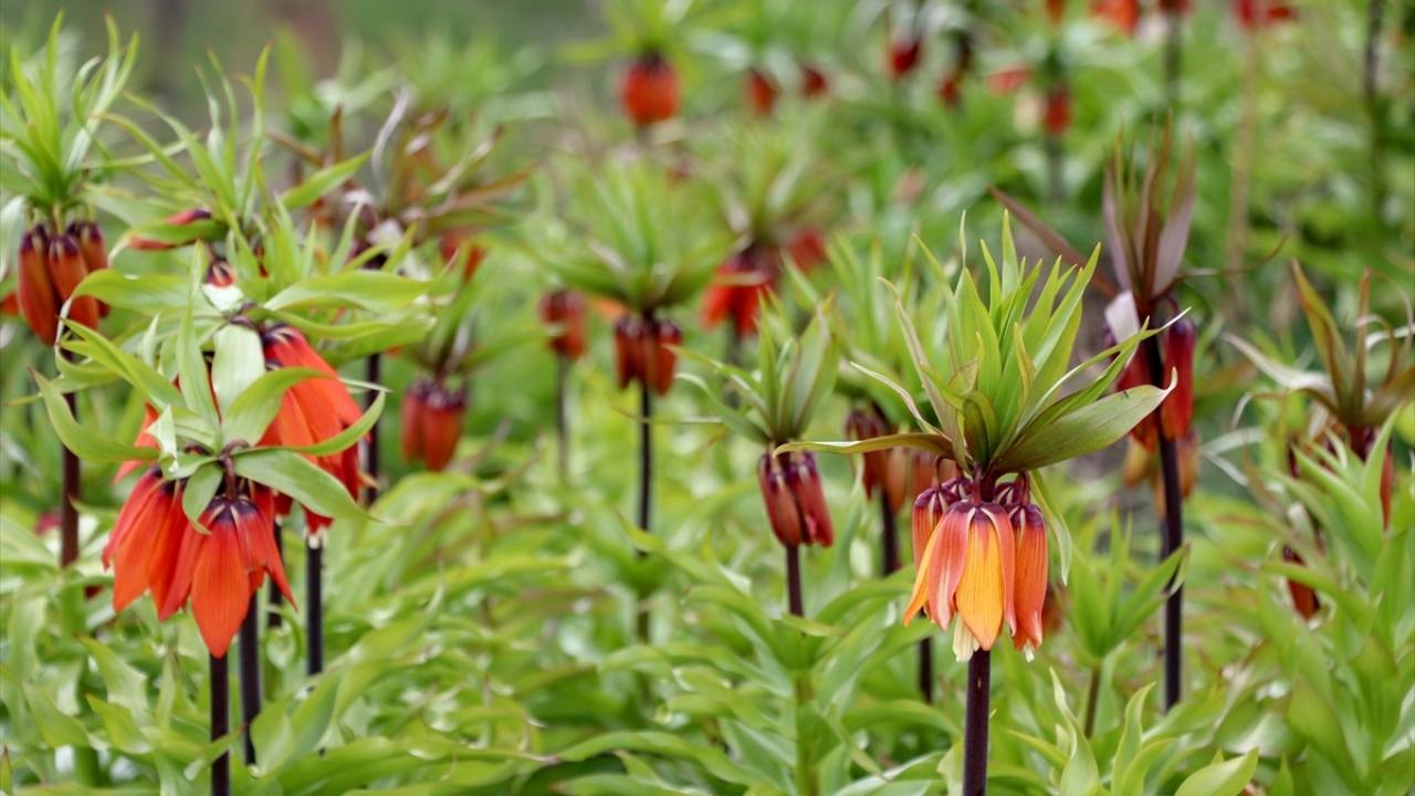 Kültür ve Turizm İl Müdürü Muzaffer Aktuğ, yaptığı açıklamada, ters lalelerin bölgeye özgü endemik bir tür olduğunu söyledi.