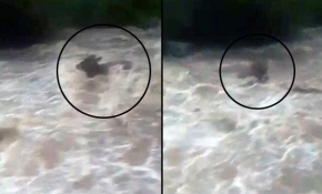 Sulara kapılan inekler gözden kayboldu