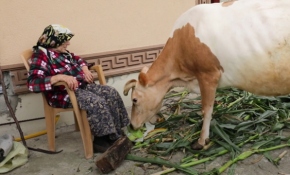 İneklere fısıldayan kadın: Sevim Öztürk