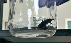 Adıyaman'ı avcı böcekler sardı