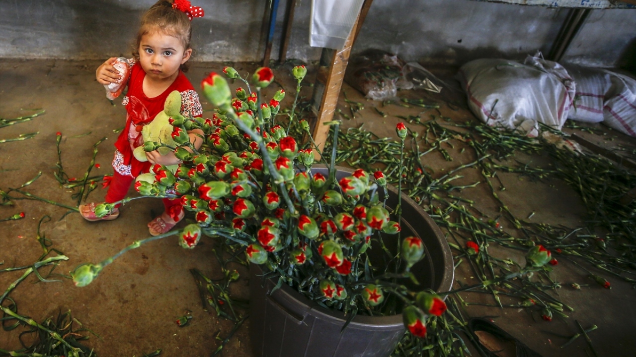 Yurt dışına son sevkiyatların yapıldığını dile getiren Yeter, 39 ülkeye 45 milyon dal kesme çiçek ihraç edildiğini belirtti.