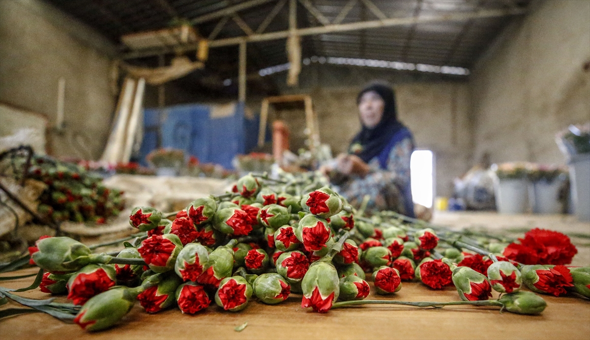 Sırasıyla en fazla Hollanda, İngiltere, Almanya, Romanya ve Ukrayna`ya ihracat gerçekleştirildiğini aktaran Yeter, "Anneler Günü ihracatından yaklaşık 7 milyon dolar ciro bekliyoruz." dedi.