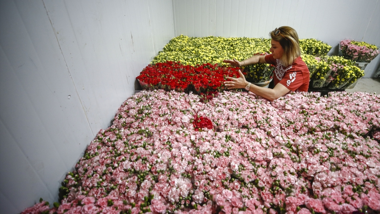 Türkiye`de ihracat için en fazla üretim yapılan çiçek çeşidinin karanfil olduğunu belirten Yeter, "Anneler Günü`nün çiçeği kırmızı karanfil, en fazla bu alanda üretim ve ihracat yaptık. Karanfilin ardından gerbera çeşidi ihraç edildi." dedi. 