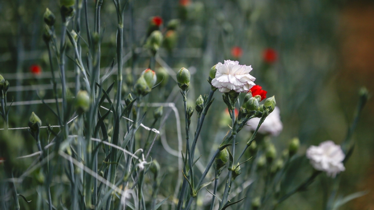 Çiçek üretiminin yüzde 85`i Antalya