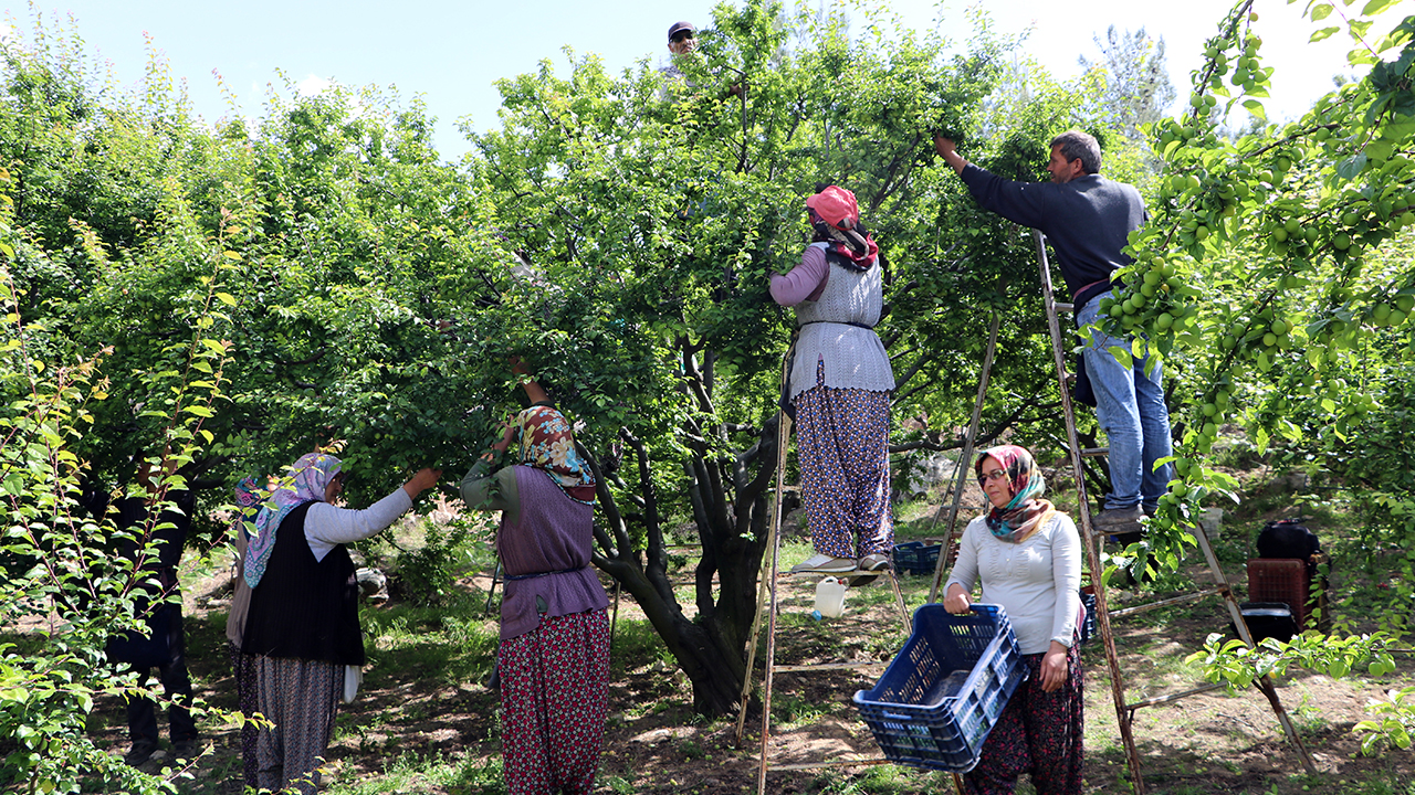 Ortasından geçen Göksu Nehri`nin oluşturduğu mikroklima özelliği sayesinde genellikle Akdeniz Bölgesi`nde görülen birçok ürünün yetişebildiği vadide, zeytin, yeşil erik, kayısı, incir ve bol miktarda sebze üretimi yapılıyor.