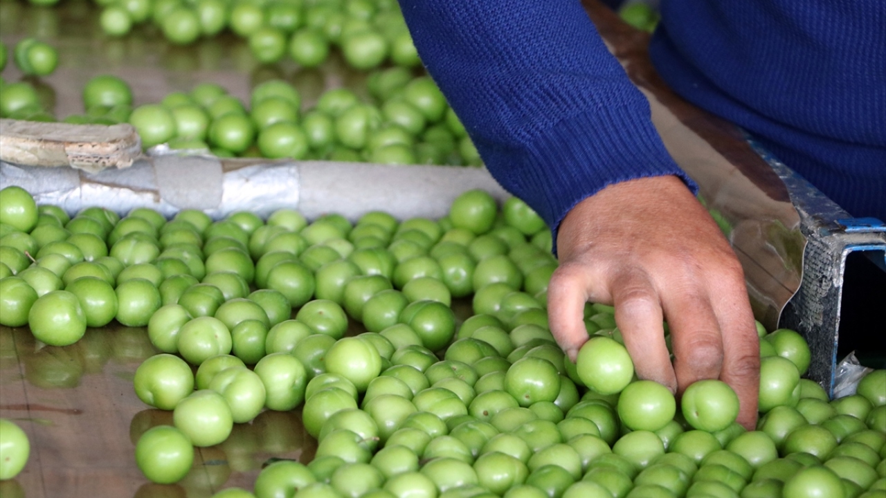 Mevsim şartlarına göre bir buçuk, iki ay süren erik sezonunda bahçe sahipleri emeklerinin karşılığını alırken, çevre mahallelerdeki birçok kişi de erik toplama işinde çalışarak ev ekonomilerine katkı sağlıyor.