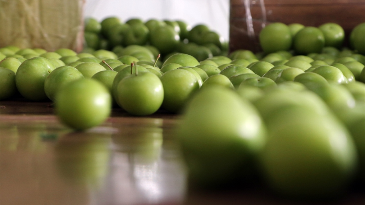 Daha önce erik ağacı bulunmayan ve yörede yaşayanların erik fidanı ile ilk kez 1976 yılında tanıştığı bölgede günümüzde bin tonun üzerinde yeşil erik üretiliyor.