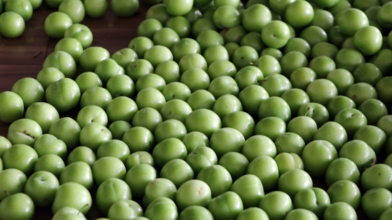 "Ekip dikilmeyen alanlar erik bahçesi oldu"