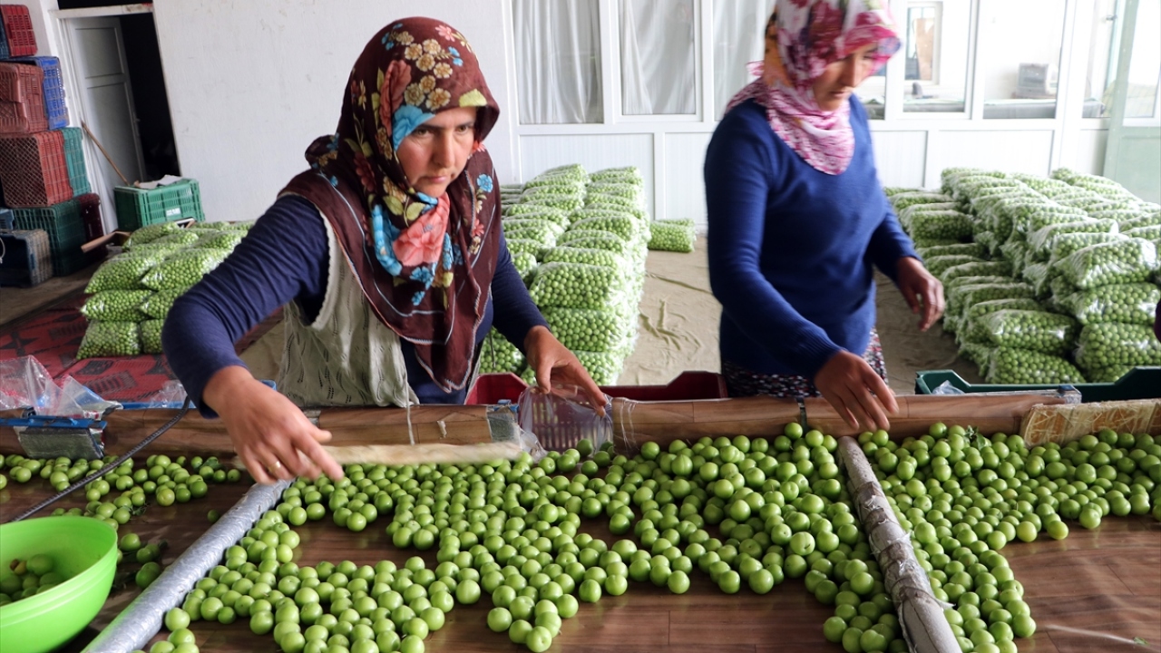Üretici Hüseyin Portakal da bölgede erik sezonunun nisan ayının başında başladığını ve yaklaşık 45 gün sürdüğünü belirtti.