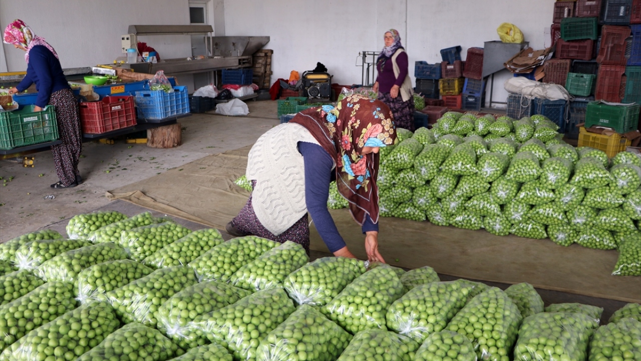 "Örtü altı üretim biraz maliyetli"