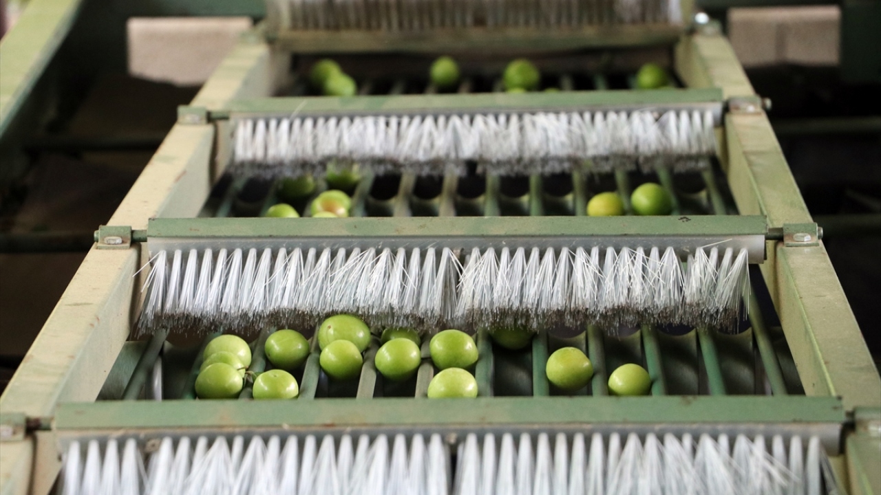Göksu mahallesi sakinlerinden Kemal Arslan, yaptığı açıklamada, günümüzde erik üretimi yaptıkları bahçelerinin geçmişte tarımsal anlamda değerlendirilemeyen boş araziler olduğunu söyledi.