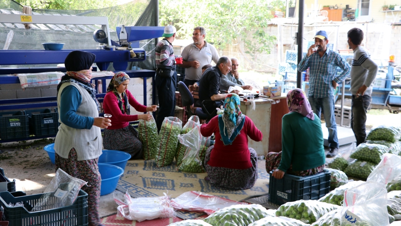 "Erik üretimi masraflı ve zor bir iş."