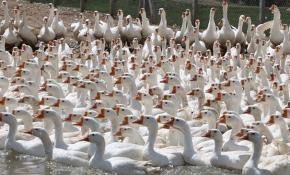 Emekli Astsubay kaz çiftliği kurdu