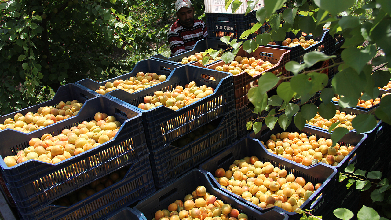 Kayısı üreticisi Nevzat Parlak, gazetecilere yaptığı açıklamada bu yıl yağışların verimi arttırdığını söyledi. 