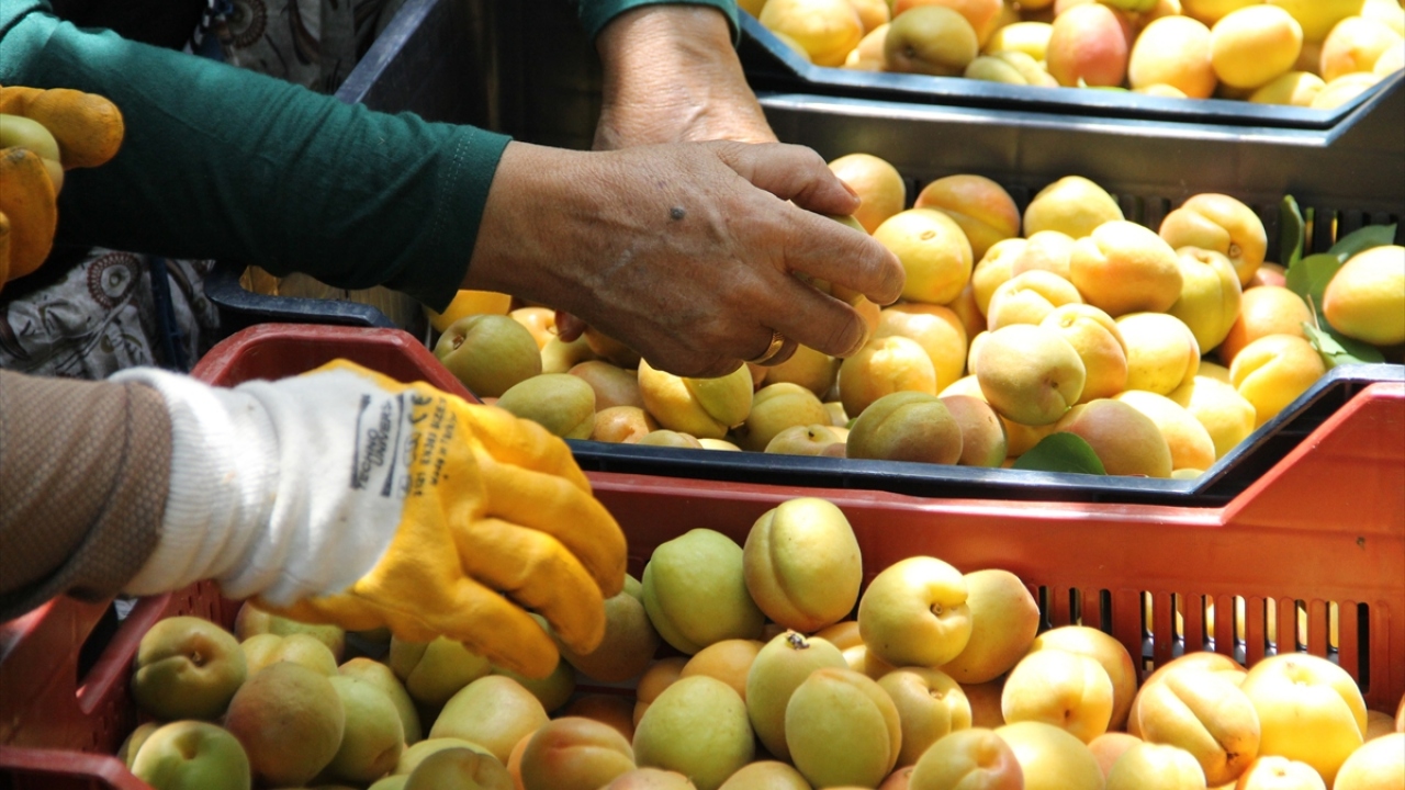 Yağışlardan dolayı hasada geç başladıklarını belirten Parlak, "Bu yıl havaların yağışlı olması sebebiyle hasada biraz geç başladık. Yağışların fazla olması rekolteyi arttırırken diğer yandan da maliyetlerde artışa sebep oldu." diye konuştu. 
