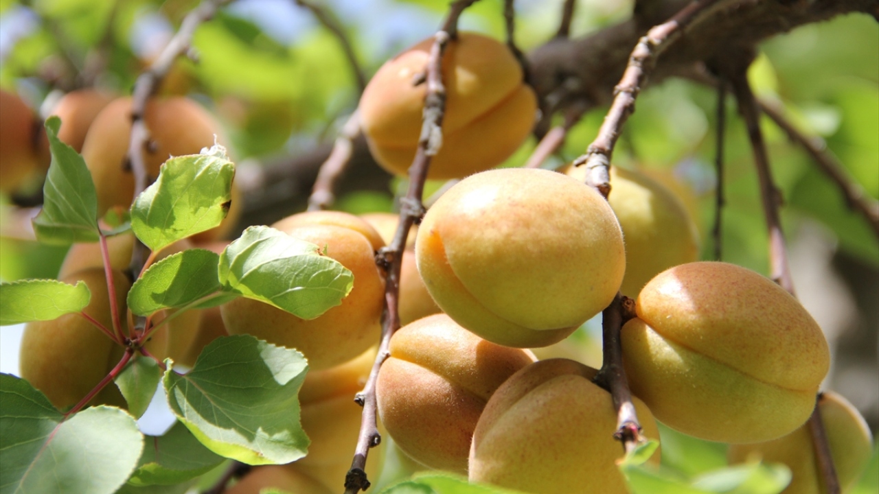Amik Ovası`nda Türkiye`nin sert çekirdekli meyve üretim deposu olarak hizmet vermeye çalışacaklarını vurgulayan Parlak, paketlenen ürünlerin özel kasalarda araçlara yüklenerek gideceği ülkeye doğru yola çıktığını aktardı. 