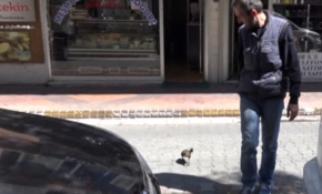 Yavru ördek "Paytak" sahibinin peşinden ayrılmıyor