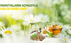 Papatyaların açmasıyla kırlar renklendi