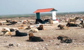 Lüleburgaz'daki yüzlerce köpek için beslenme noktaları kuruldu