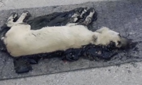 Zifte yapışan köpek için ekipler seferber oldu