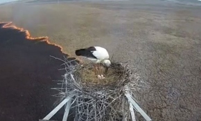 Yangına rağmen yuvasını terk etmedi