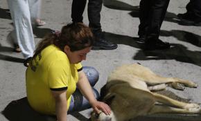Otomobil çarpan sokak köpeğinin başında dakikalarca gözyaşı döktü