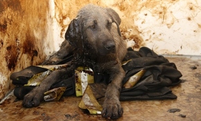 Ziftcan'ın artık bir yuvası var