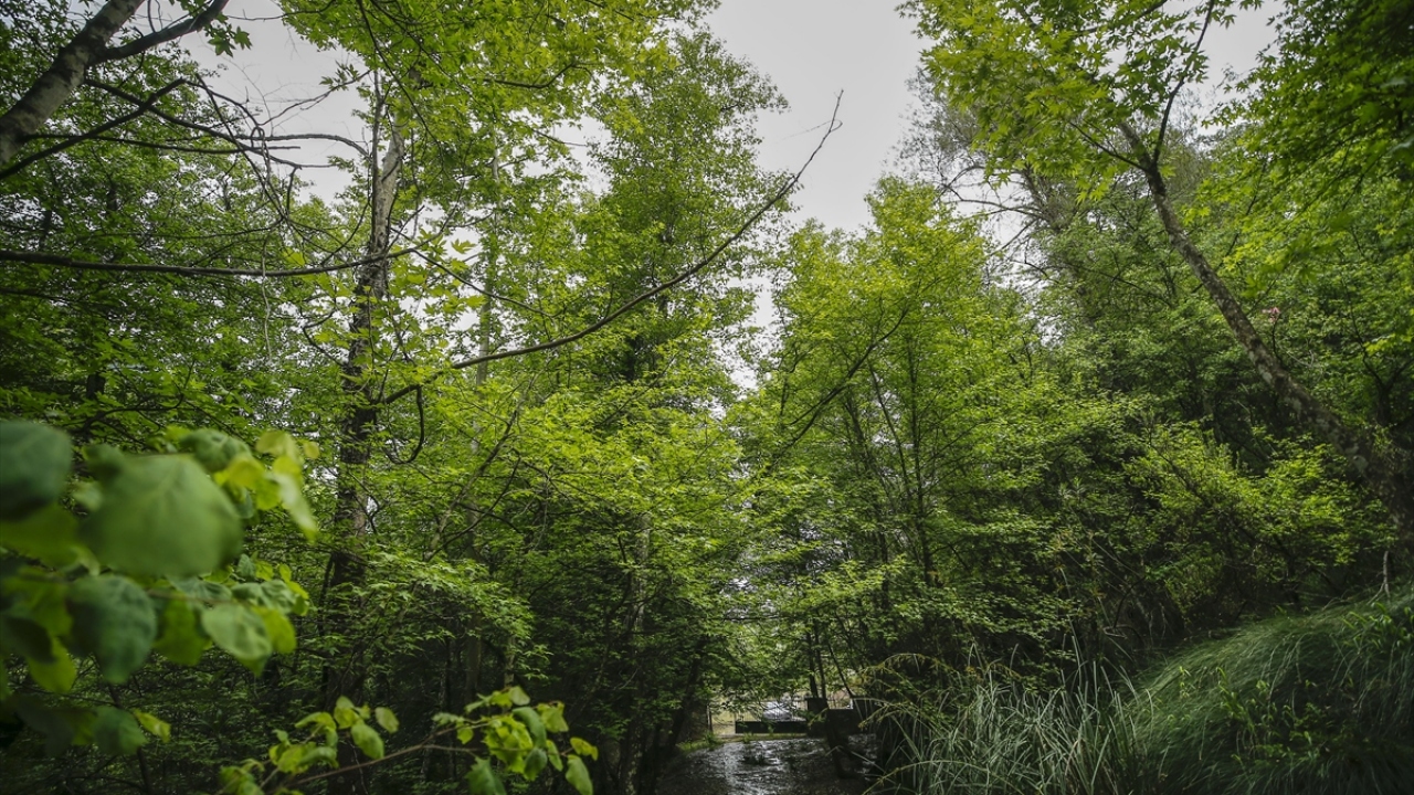 1987 yılında tescil edilen 885 dekar büyüklüğündeki tabiatı koruma alanı, bölgede yayılış gösteren endemik bir tür olan Anadolu sığla ağacının en elit örneklerini barındırıyor.