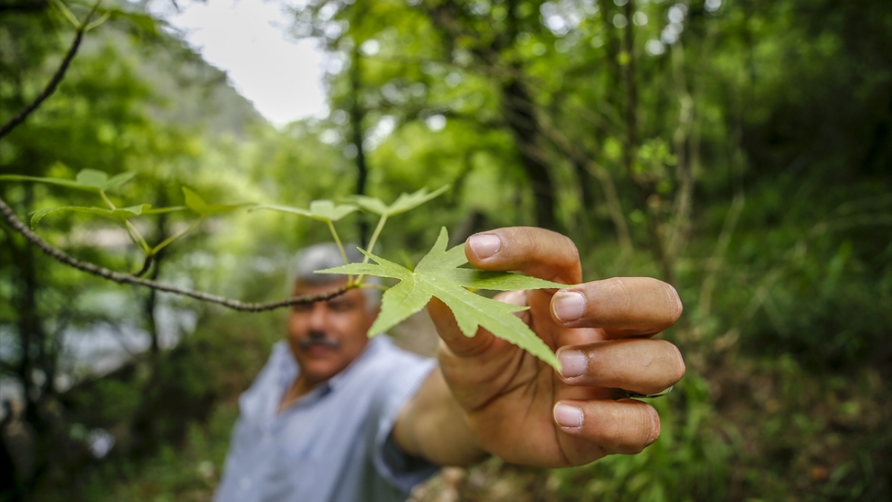 Doğa Koruma ve Milli Parklar 6. Bölge Müdürü Rıza Kamil, Tarım ve Orman Bakanlığı Doğa Koruma ve Milli Parklar Genel Müdürlüğünce yönetilen 30 tabiatı koruma alanının 5`inin Antalya, Isparta ve Burdur`da olduğunu söyledi.