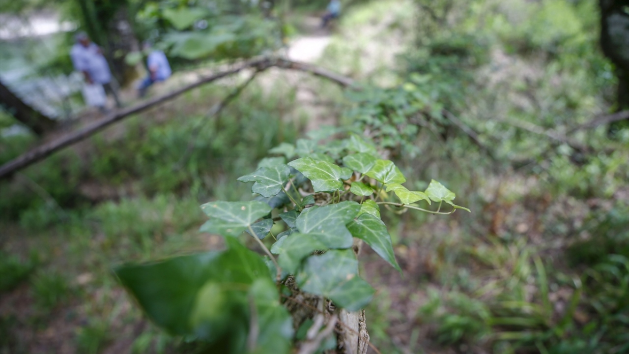 "Daha çok Muğla ve Burdur illerinde görülüyor"