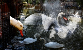 Ankara'nın göbeğinde neden kuğular var?