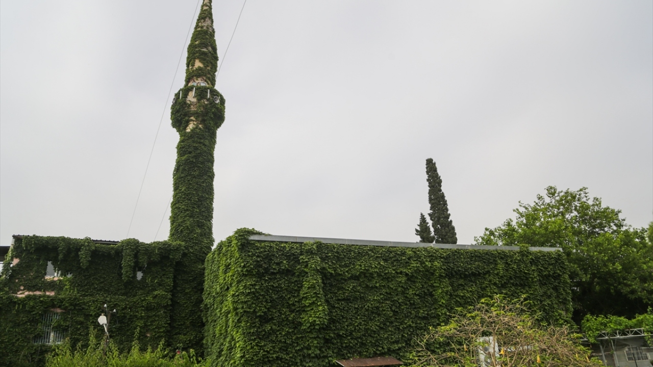 Bahçesine 1960`lı yıllarda dikilen sarmaşıkların cami duvarlarını ve minareyi kaplaması dolayısıyla halk arasında "Yeşil Cami" olarak da bilinen Köprüköy Camisi, cemaate ve ziyaretçilerine botanik bahçesinde gezdikleri hissi uyandırıyor.
